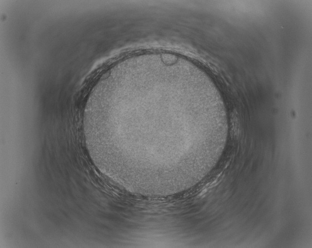 X0000066951494200604211802