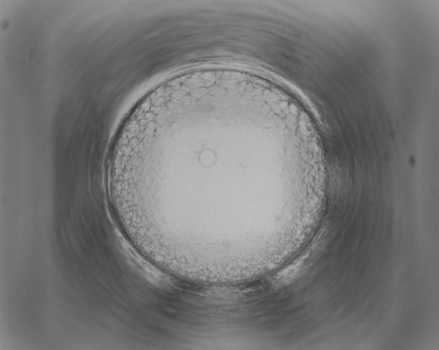 X0000066951514200604211802