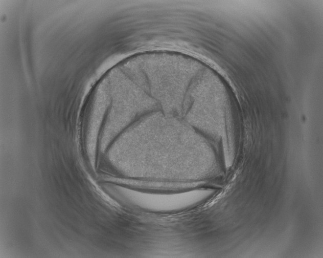 X0000066951525200604211802