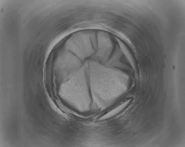 X0000066951528200604211802