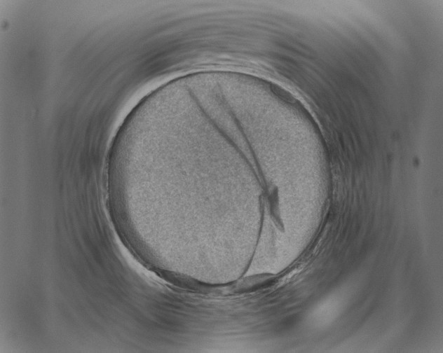 X0000066951531200604211802