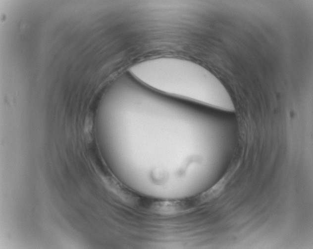 X0000066960082200603240946