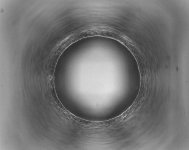 X0000066960822200603240933