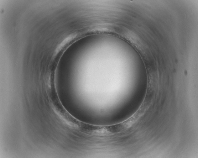 X0000066960112200603241219