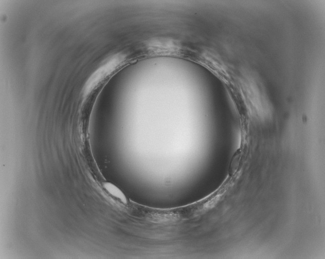 X0000066960245200603241216