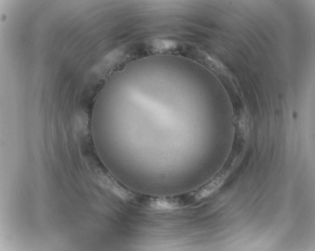 X0000066960565200603241212