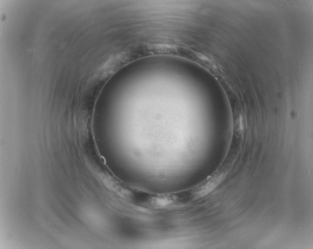 X0000066960662200603241210
