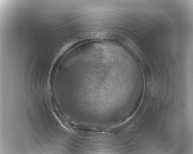 X0000066960674200603271234