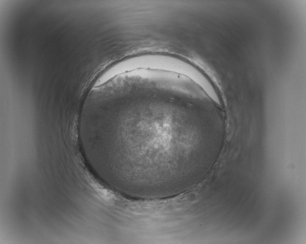 X0000066960009200603311435