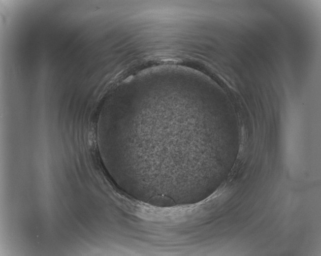 X0000066960048200603311434