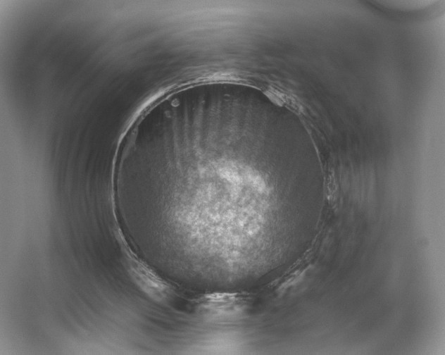 X0000066960052200603311434