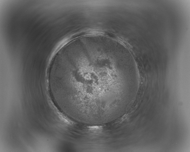 X0000066960053200603311434