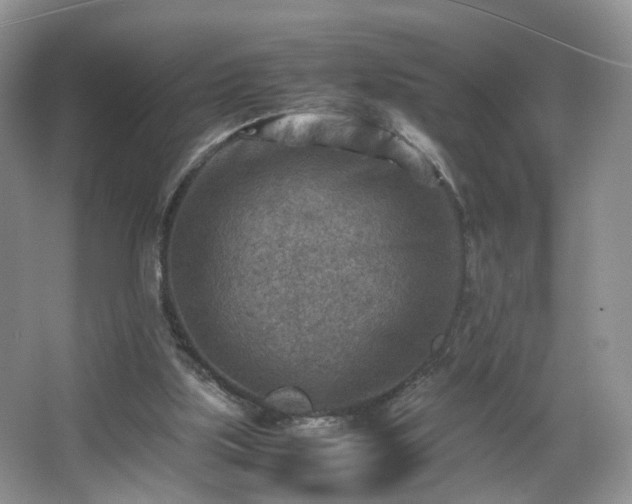 X0000066960059200603311434