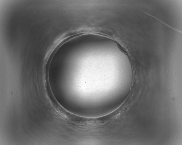 X0000066960103200603311433