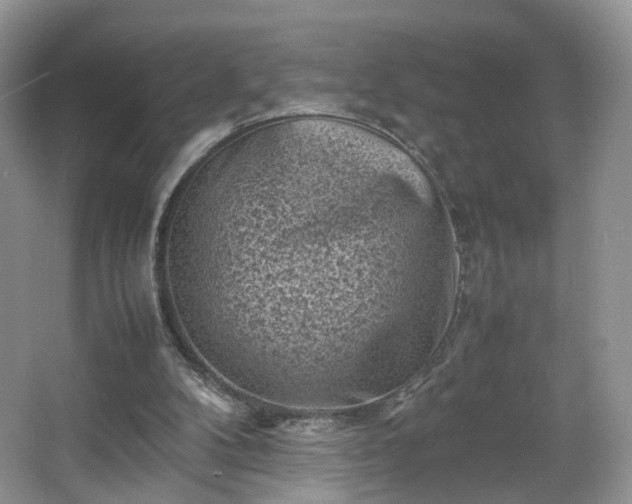 X0000066960104200603311433