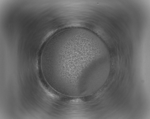 X0000066960112200603311433