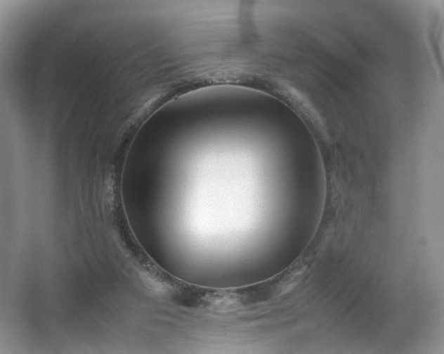 X0000066960113200603311433