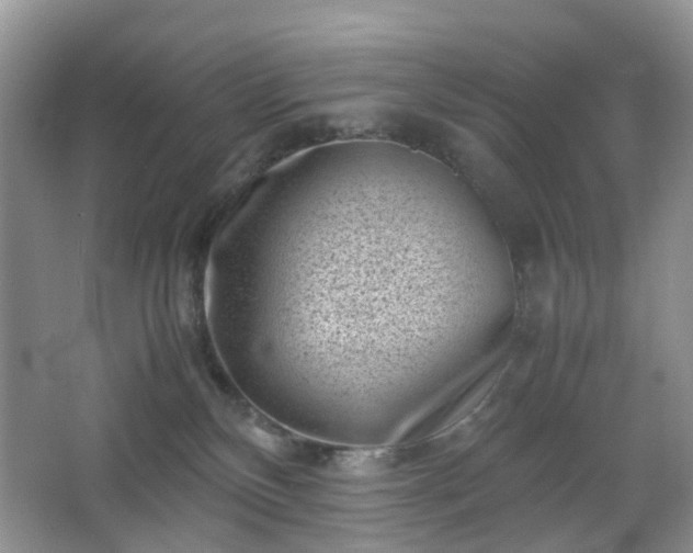 X0000066960136200603311433