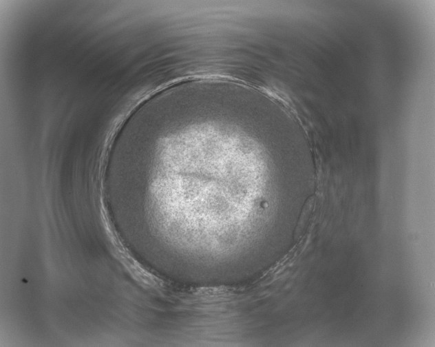 X0000066960145200603311432