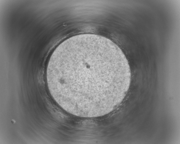 X0000066960146200603311432