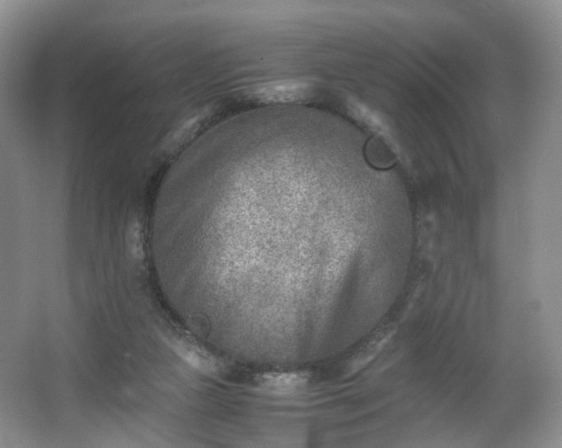 X0000066960161200603311432