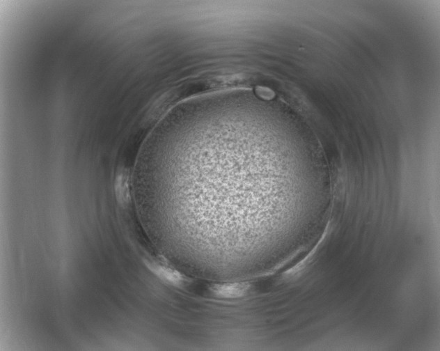 X0000066960191200603311433