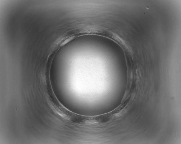 X0000066960203200603311432