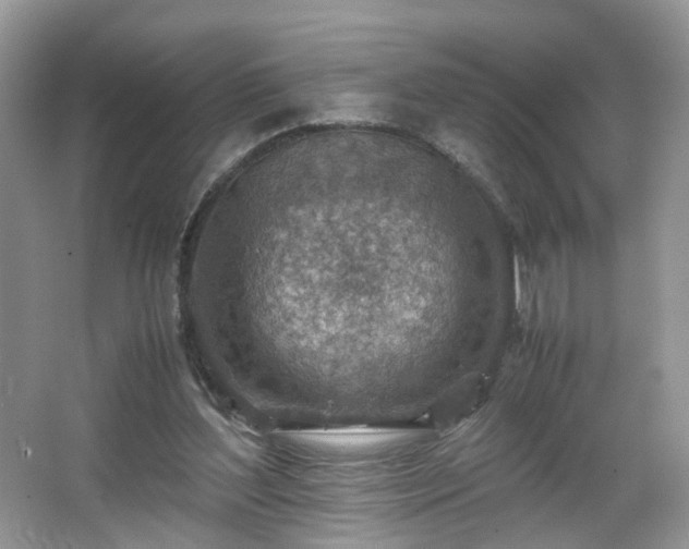 X0000066960204200603311432