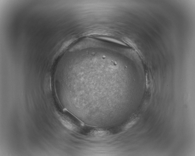 X0000066960205200603311432