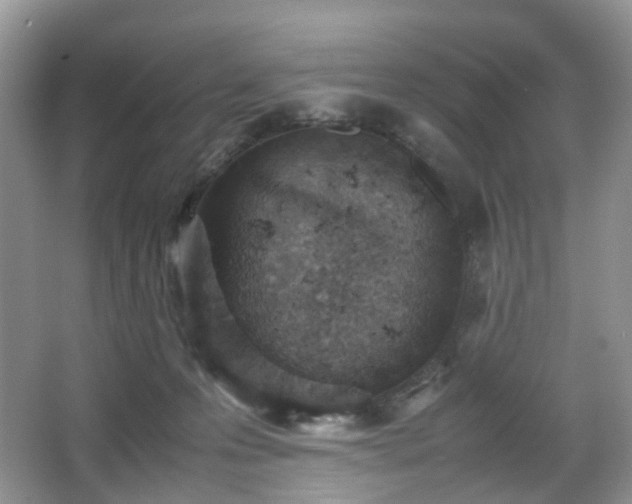 X0000066960223200603311431