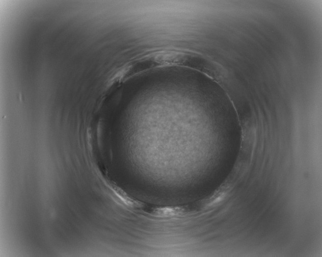 X0000066960239200603311431