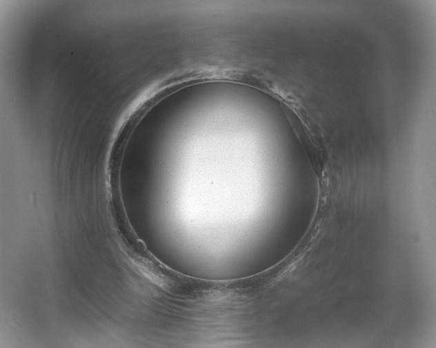 X0000066960246200603311430