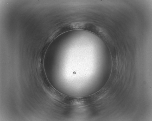 X0000066960263200603311431