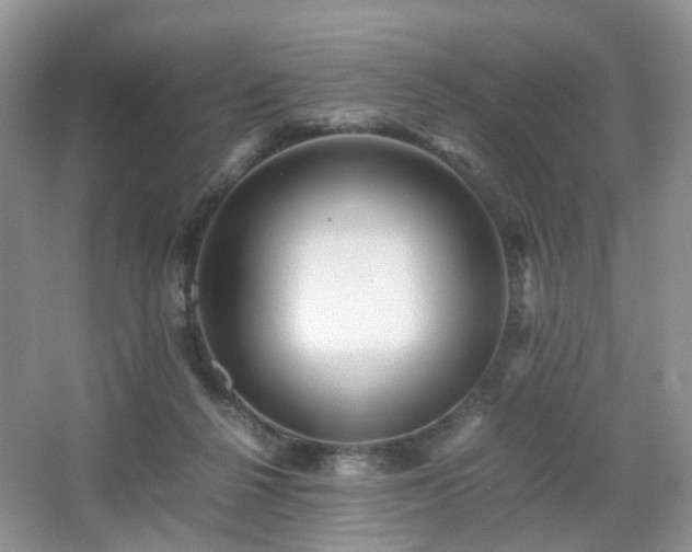 X0000066960264200603311431