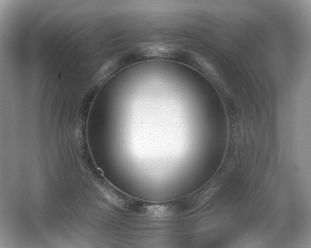 X0000066960265200603311431