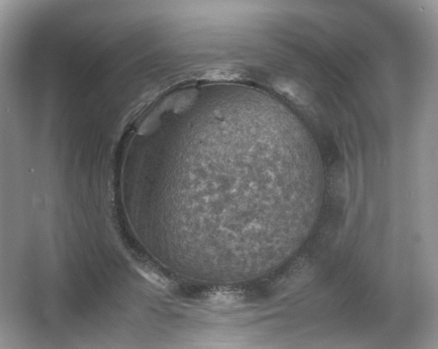 X0000066960303200603311430