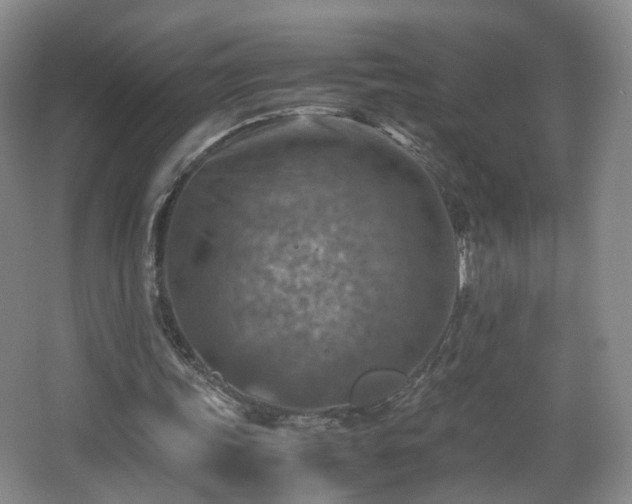 X0000066960339200603311429