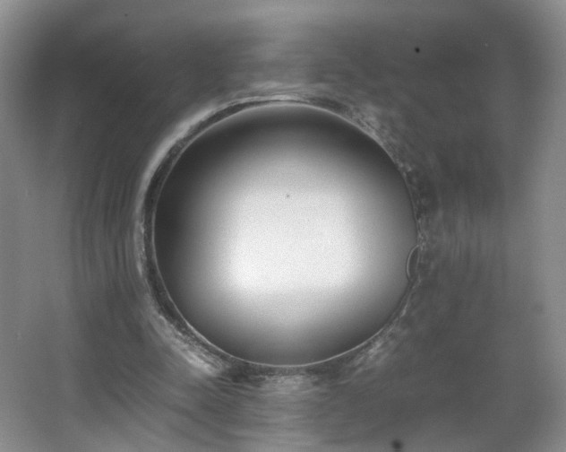 X0000066960342200603311429