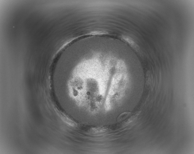 X0000066960351200603311429