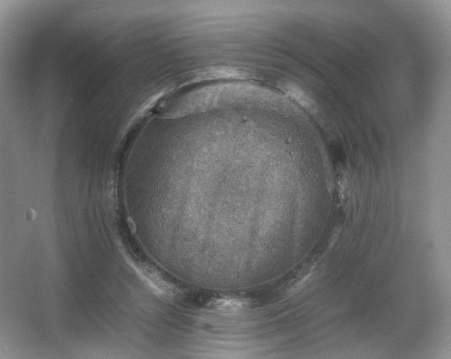 X0000066960352200603311429