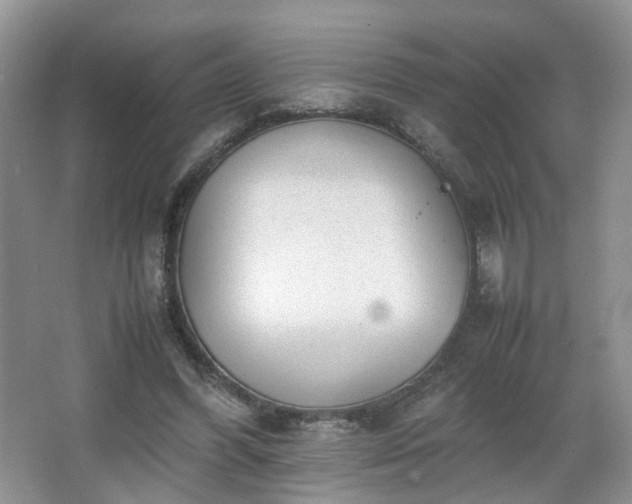 X0000066960396200603311429