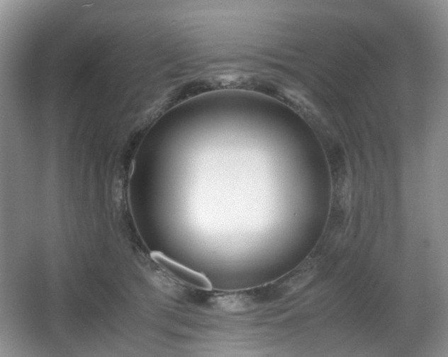 X0000066960417200603311428