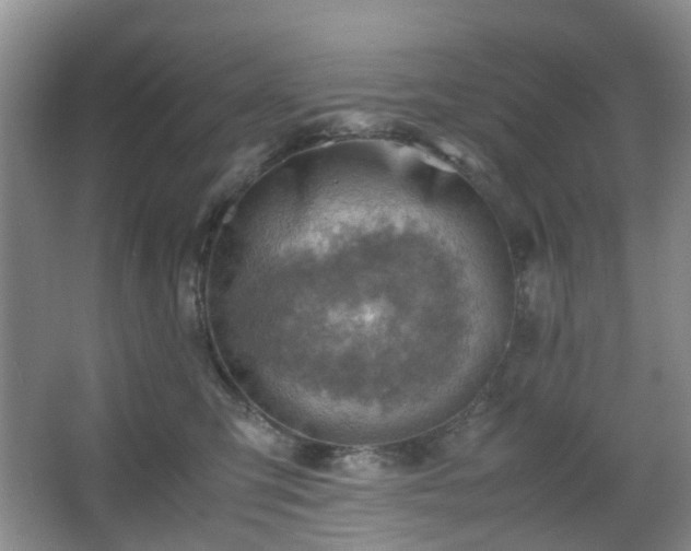 X0000066960423200603311428