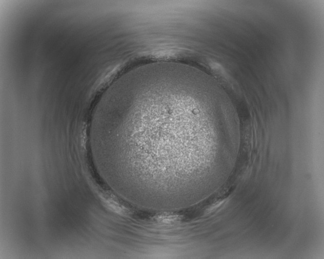 X0000066960495200603311427