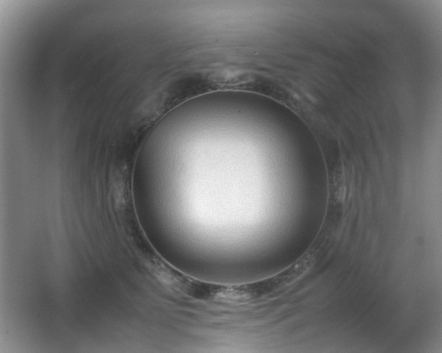 X0000066960515200603311427