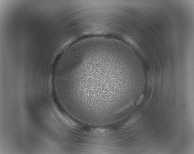 X0000066960542200603311426