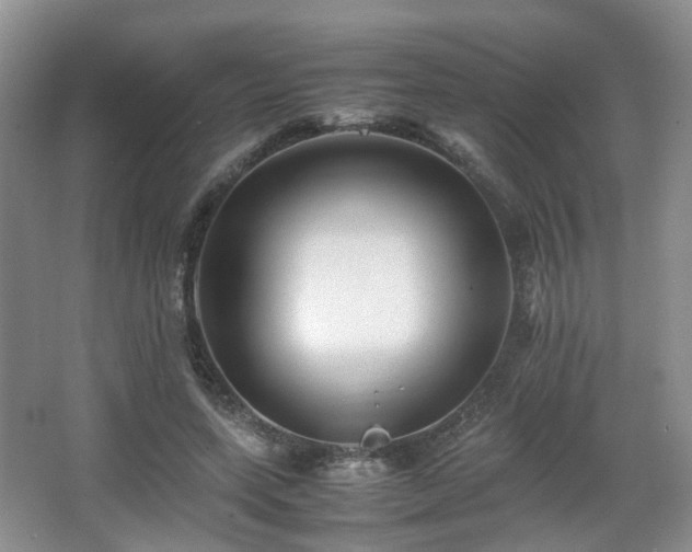 X0000066960543200603311426