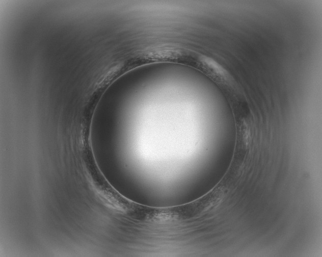 X0000066960546200603311426