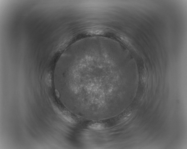 X0000066960551200603311426