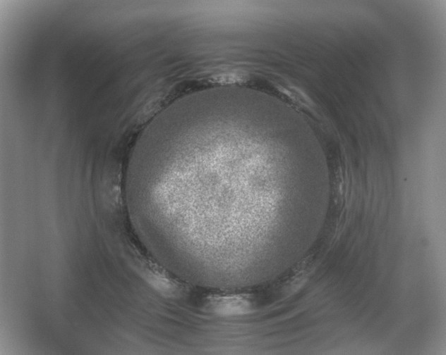 X0000066960553200603311426